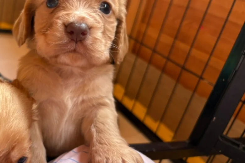 Cocker Spaniel (Working)