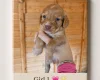 Cocker Spaniel (Working)