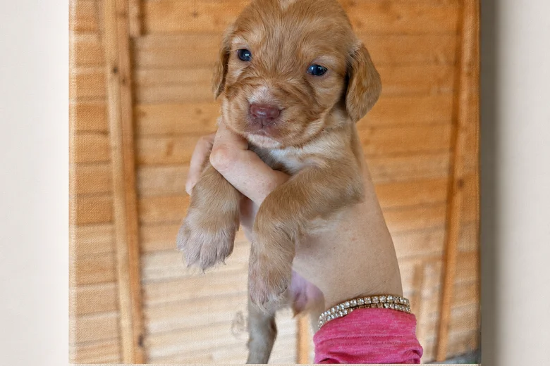 Cocker Spaniel (Working)