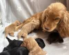 Cocker Spaniel (Working)