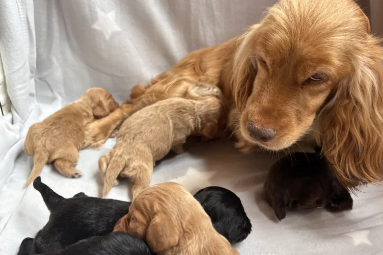 Cocker Spaniel (Working)