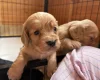 Cocker Spaniel (Working)