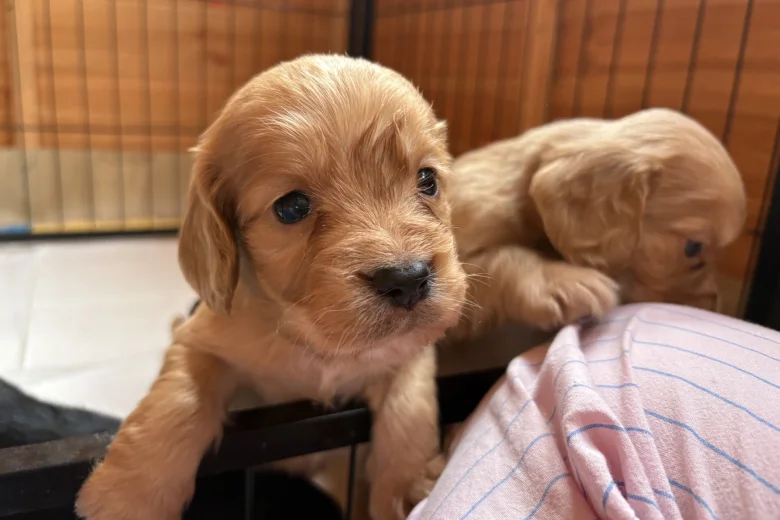 Cocker Spaniel (Working)