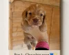 Cocker Spaniel (Working)