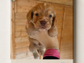 Cocker Spaniel (Working)