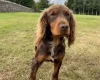 Cocker Spaniel (Working)