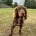Cocker Spaniel (Working)