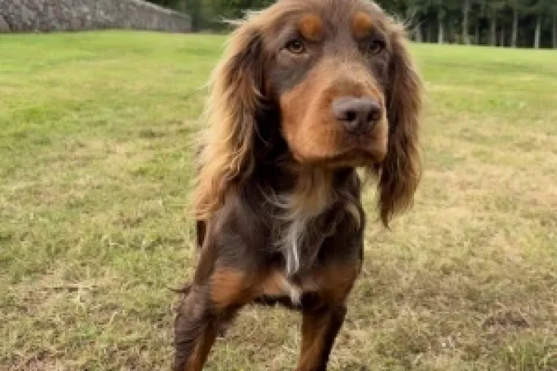 Cocker Spaniel (Working)