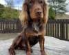 Cocker Spaniel (Working)