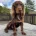 Cocker Spaniel (Working)