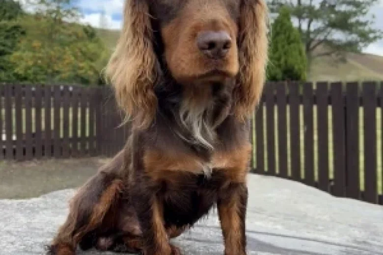 Cocker Spaniel (Working)