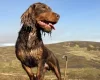 Cocker Spaniel (Working)