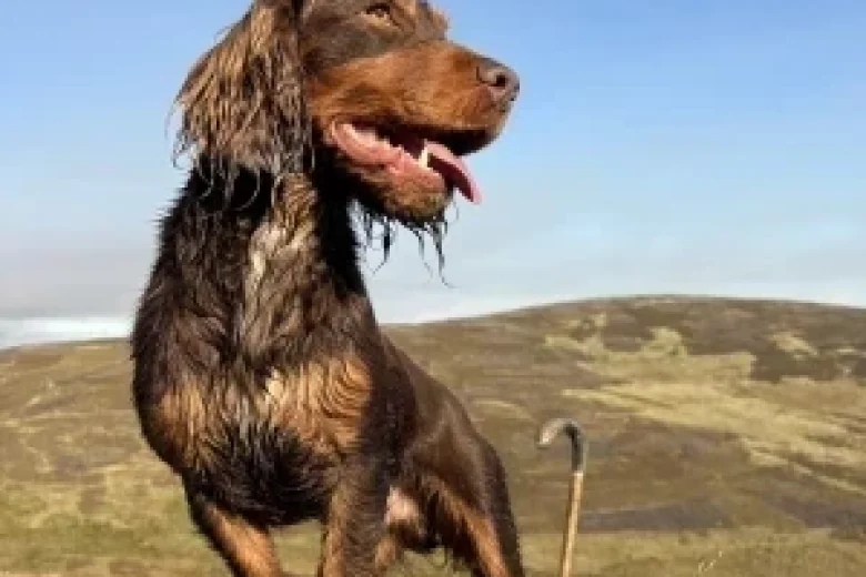Cocker Spaniel (Working)