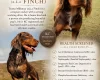 Cocker Spaniel (Working)
