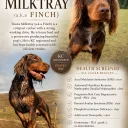 Cocker Spaniel (Working)