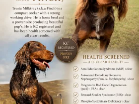 Cocker Spaniel (Working)