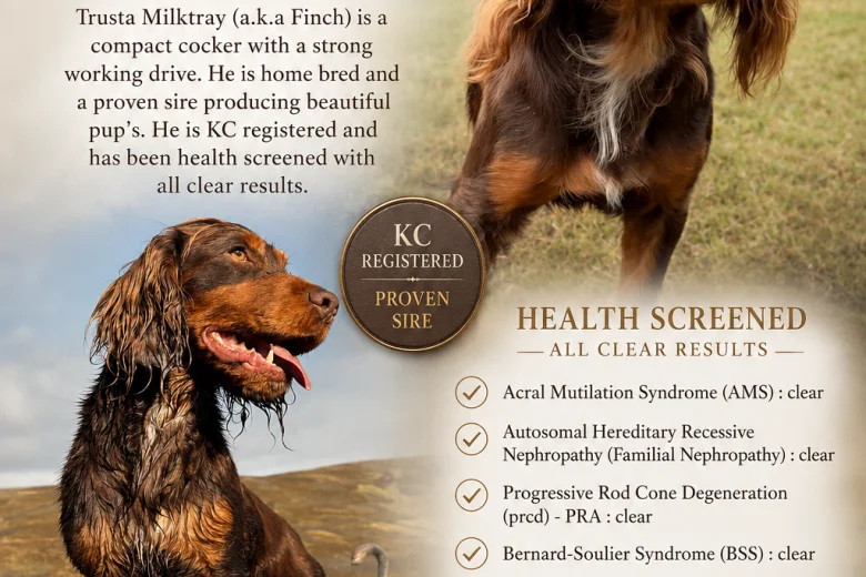 Cocker Spaniel (Working)