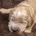 Goldendoodle