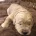 Goldendoodle