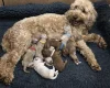 Goldendoodle