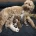 Goldendoodle