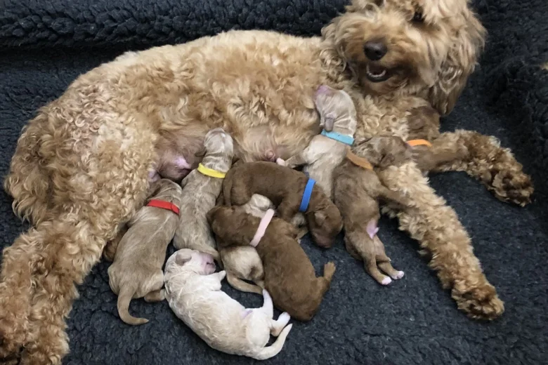 Goldendoodle