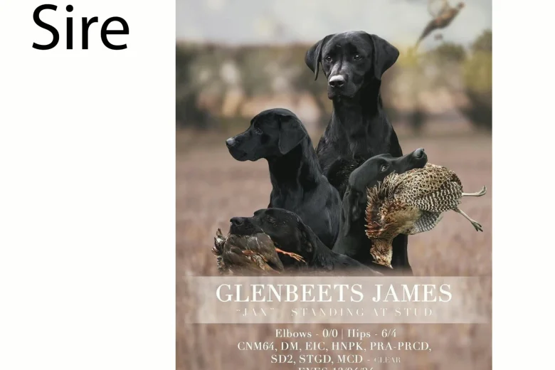 Labrador Retriever