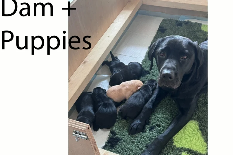 Labrador Retriever