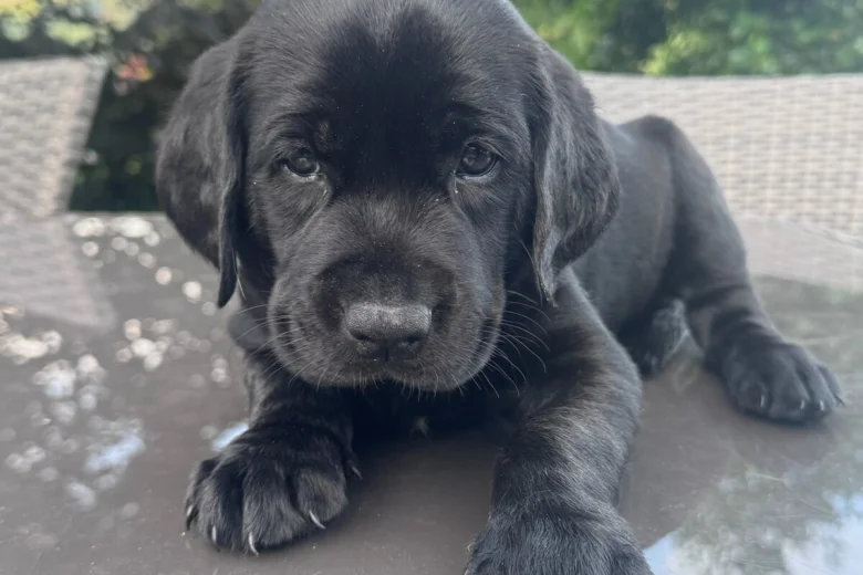 Labrador Retriever