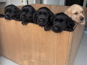 Labrador Retriever
