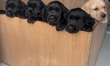 Labrador Retriever