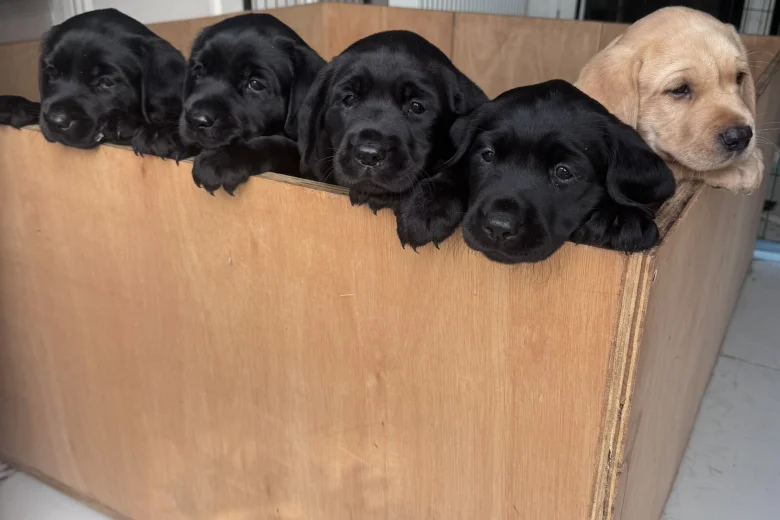 Labrador Retriever