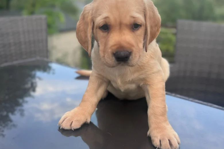 Labrador Retriever