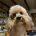 Toy Poodle