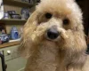 Toy Poodle
