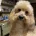 Toy Poodle
