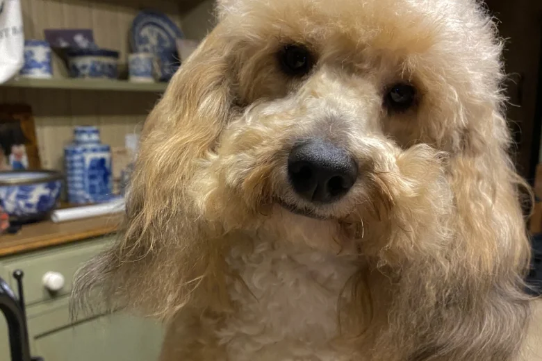 Toy Poodle