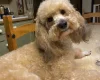 Toy Poodle