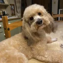 Toy Poodle