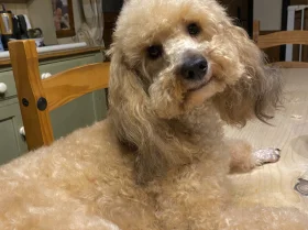 Toy Poodle