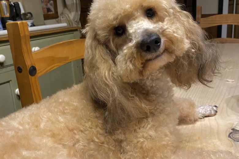 Toy Poodle