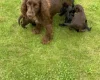 Cockapoo