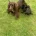 Cockapoo