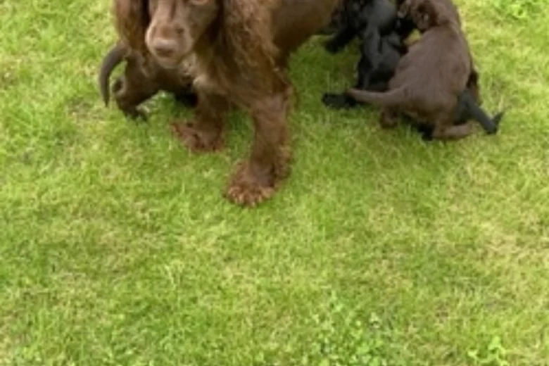 Cockapoo