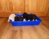 Cockapoo