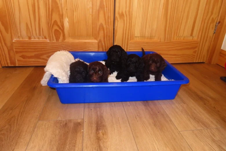 Cockapoo