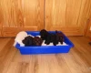 Cockapoo
