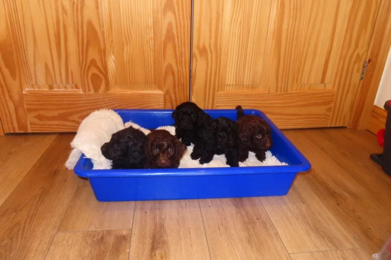 Cockapoo