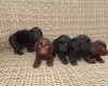 Cockapoo