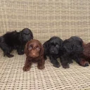 Cockapoo